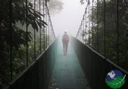 hanging bridges monteverde