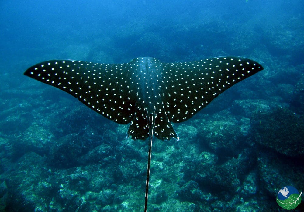 Cocos Island Costa Rica - A Word Heritage Site Full of Biodiversity