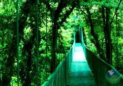 Monteverde Selvatura Walk Tour Bridge Nature