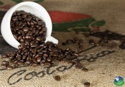 Coffee Tour Cup