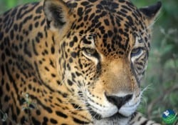 Jaguar Rescue Center