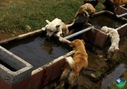 dog drinking water
