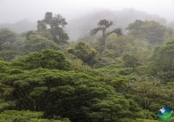 Monteverde Cloud Forest